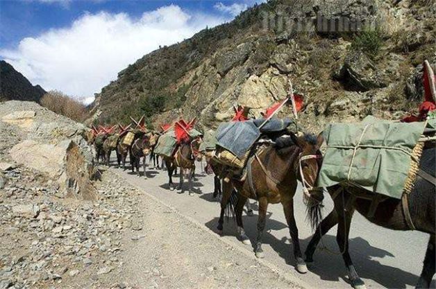 安徽山區(qū)騾馬運(yùn)輸隊(duì)