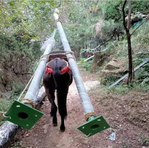 安徽騾馬運(yùn)輸隊(duì)