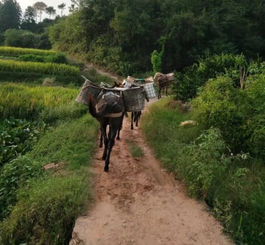 安徽馬幫運(yùn)輸