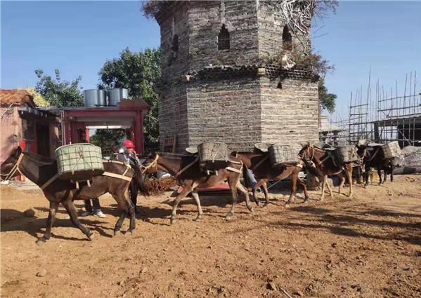安徽山區(qū)騾馬運(yùn)輸隊(duì)